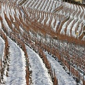 Vignes neige Chardonne - 058